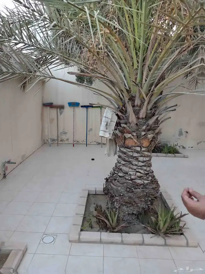 ابوياسين لبيع جميع انواع النخيل البلدي والواشنطن والفسيل 1