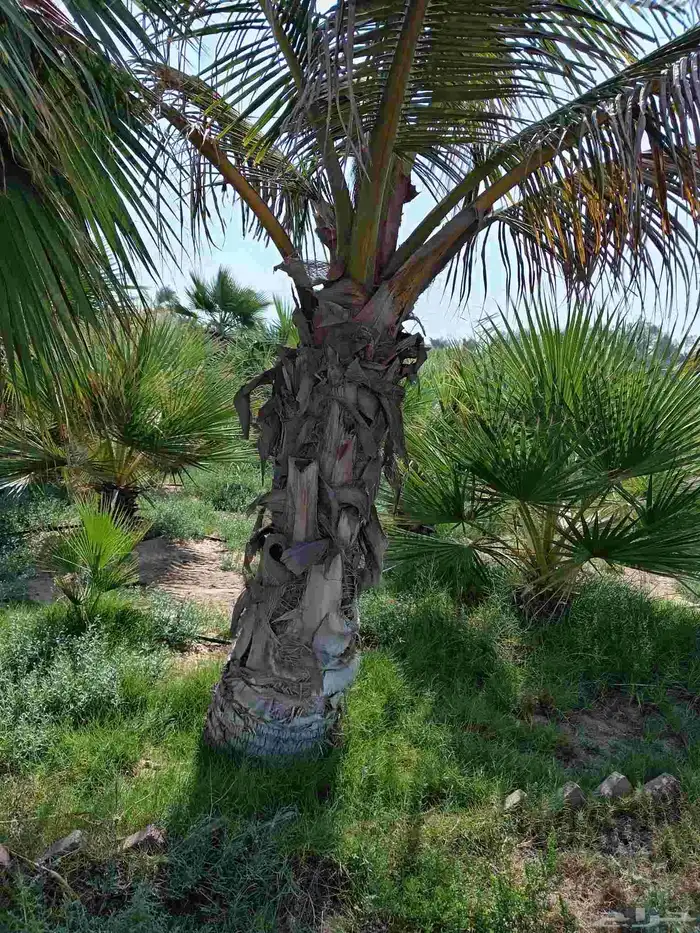 ابوياسين لبيع جميع انواع النخيل البلدي والواشنطن والفسيل 2