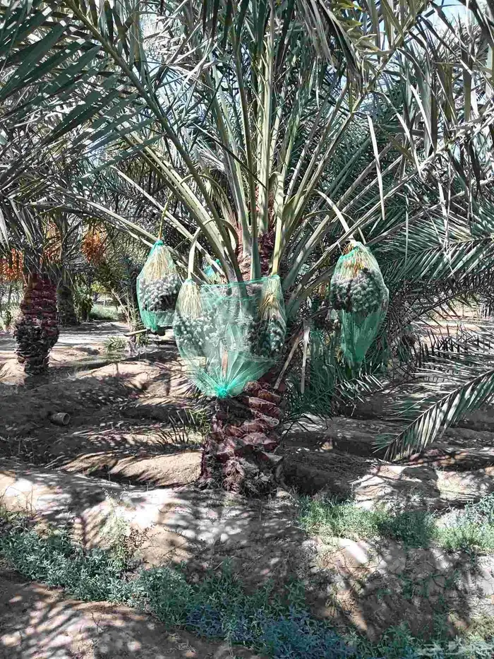 ابوياسين لبيع جميع انواع النخيل البلدي والواشنطن والفسيل 7