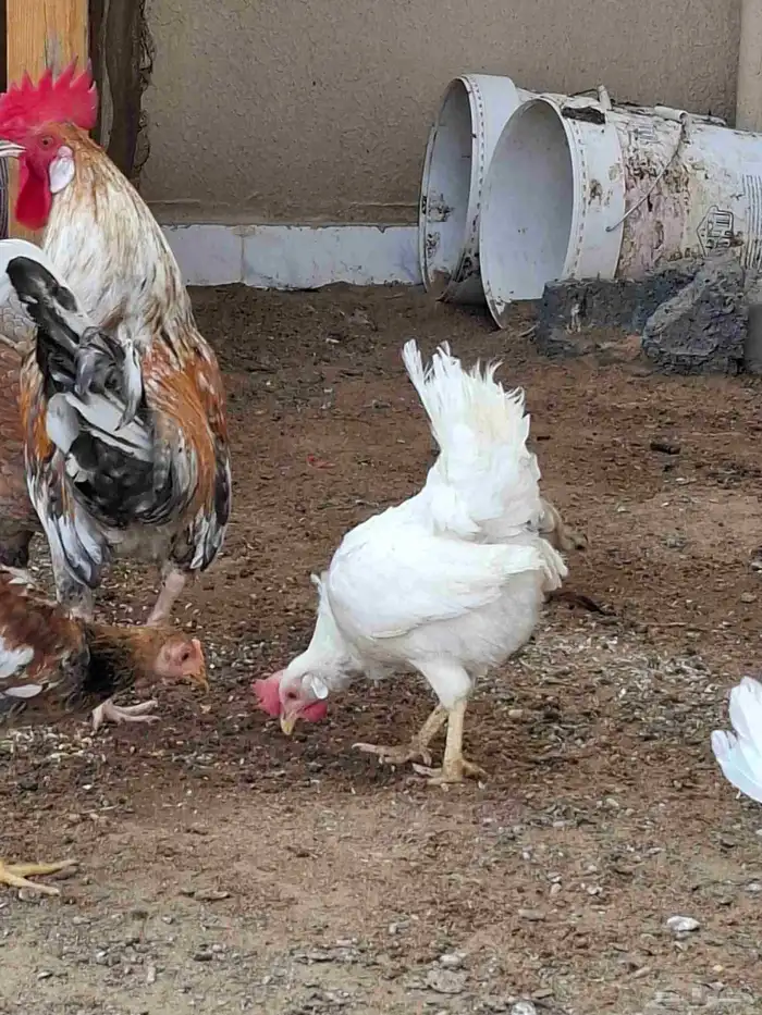 3 دجاج وديك بلديه للبيع 2