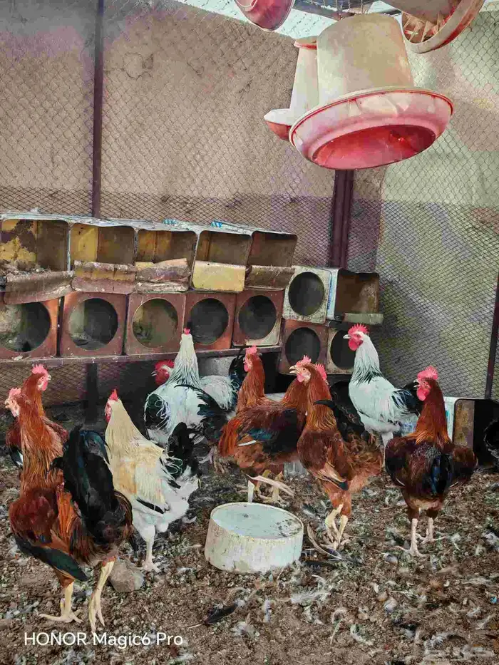 ديكه فرنسي 2