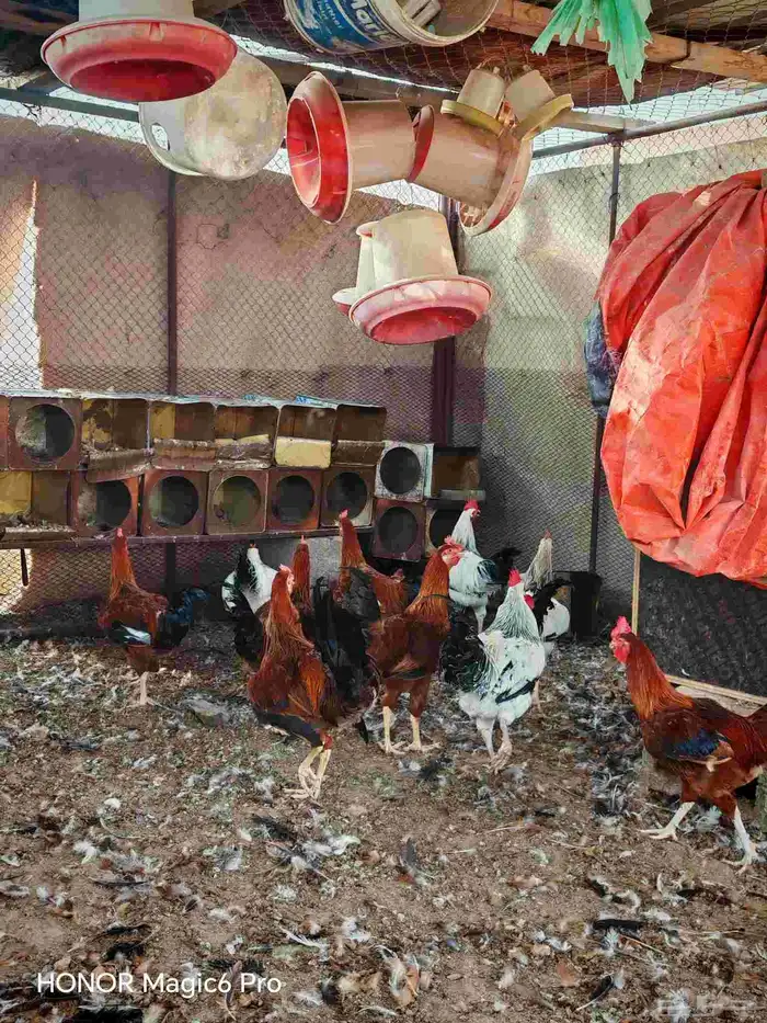 ديكه فرنسي 4