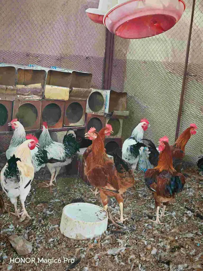 ديكه فرنسي 1