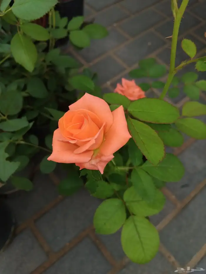 مشتل تنسيق الحديقه 1 7