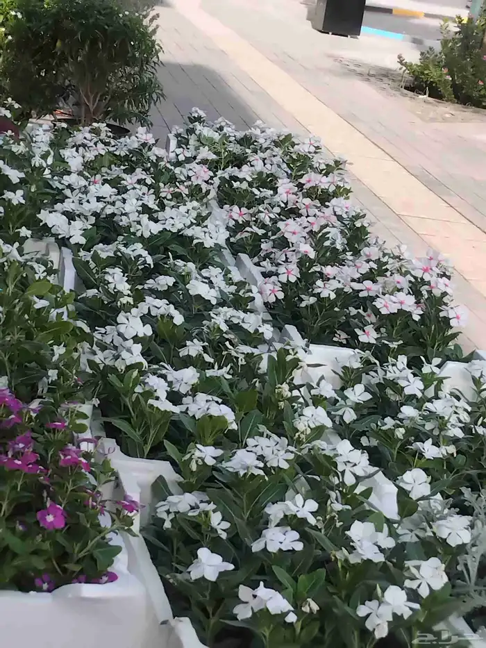 مشتل تنسيق الحديقه 1 2