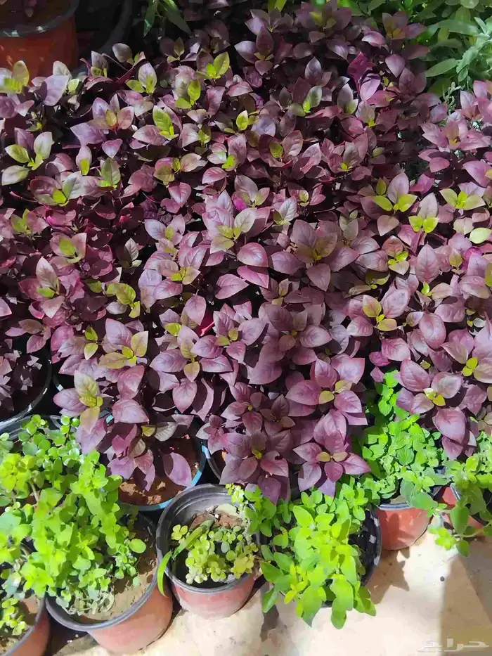 مشتل تنسيق الحديقه 1 3