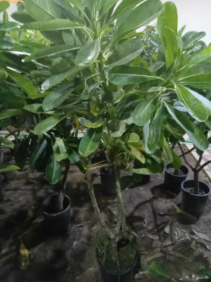 مشاتل وزراعة الرياض 3