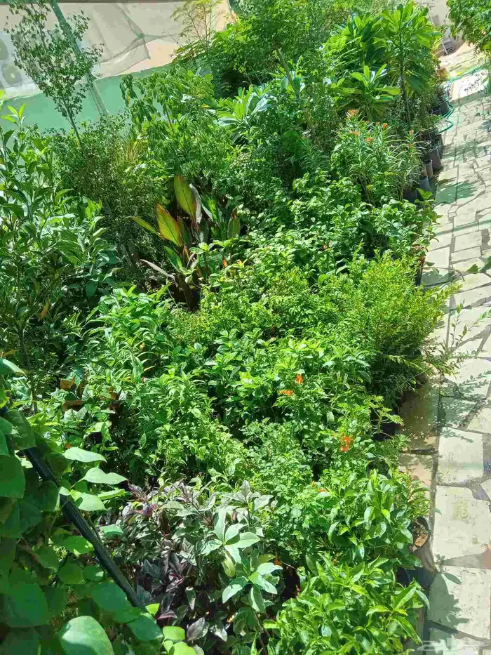 مشاتل وزراعة الرياض 1