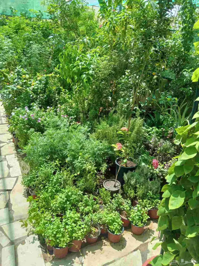 مشاتل وزراعة الرياض 0