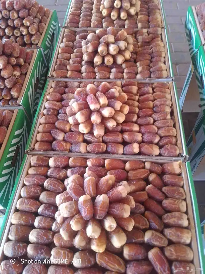 تمر سكري بانواعه 1