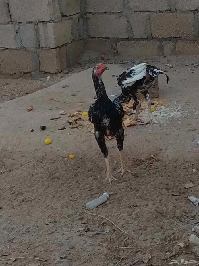 ديكه بكستاني سندي اعمره سته اشهر 3