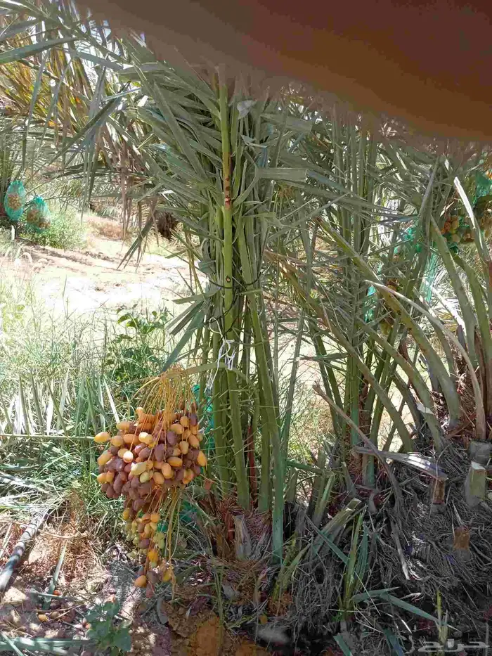 توريد قلع غرس عنيزه بريده وضواحيها 4