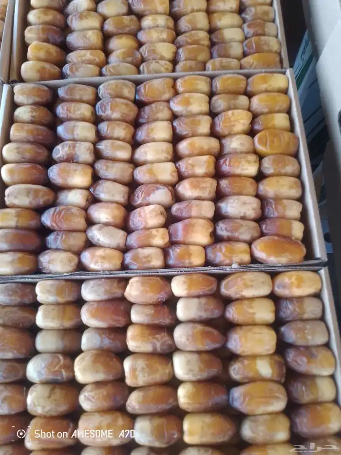 تمر سكري بانواعه 2