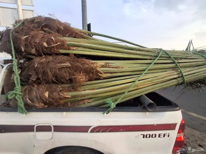 نخل البيع بجميع انواعه 3
