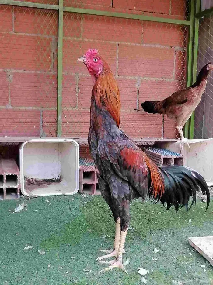 دجاج باكستاني 15