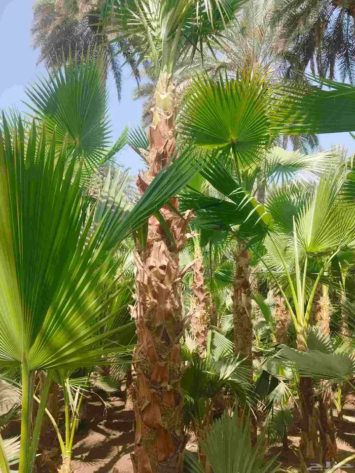 نخل واشنطونيا بجميع المقاسات 2