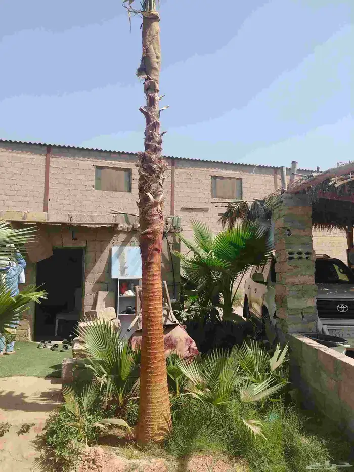 نخل واشنطونيا بجميع المقاسات 1