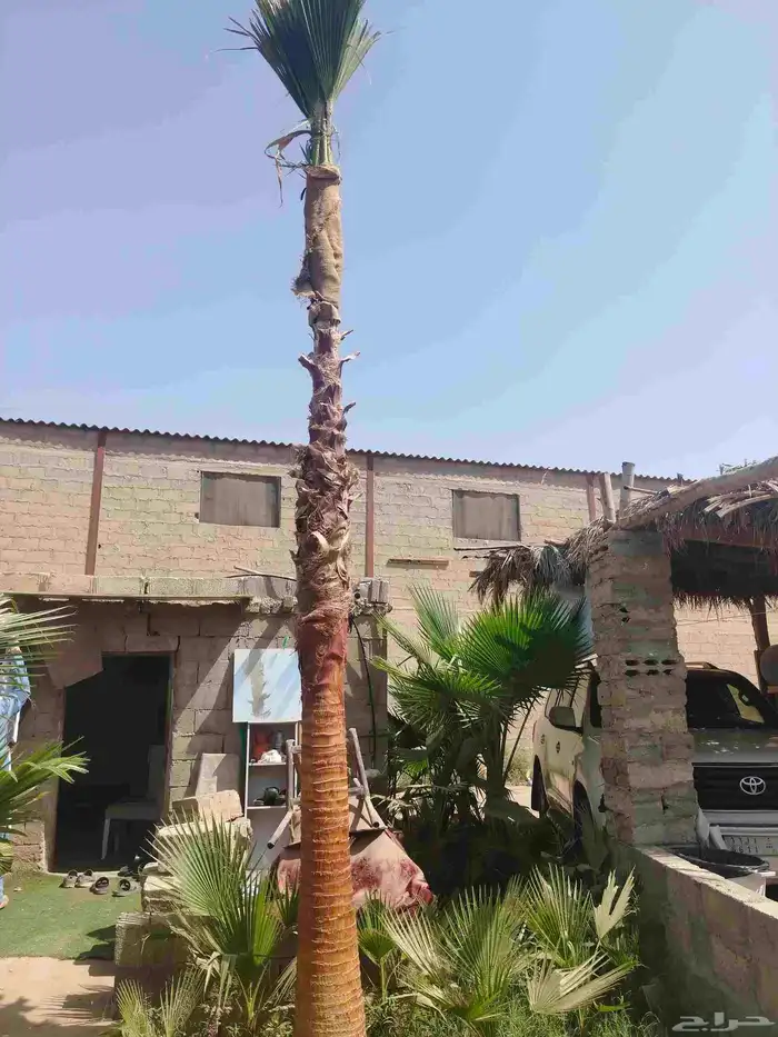 نخل واشنطونيا بجميع المقاسات 3