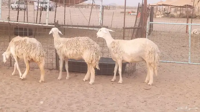 رخال حريات حرش من غنم طيبه ضان مقاني مراح صغار سن 20