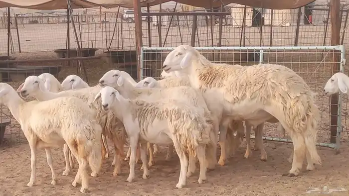 رخال حريات حرش من غنم طيبه ضان مقاني مراح صغار سن 15