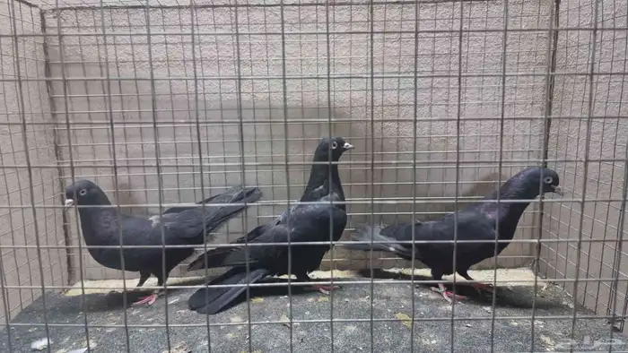حمام قطيفي اخوان وطبات 1