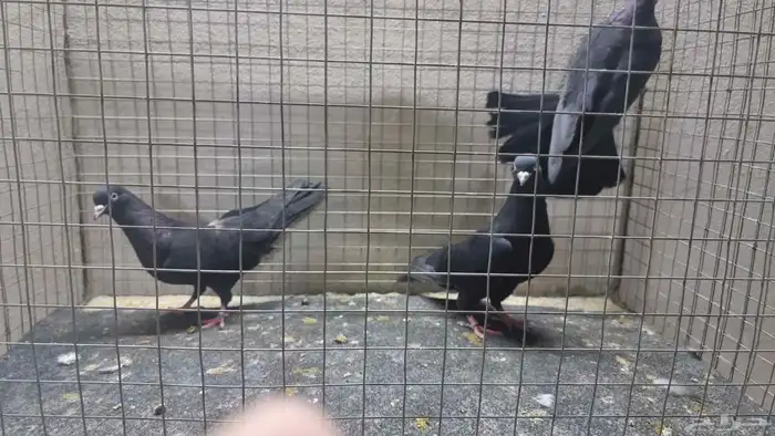 حمام قطيفي اخوان وطبات 3