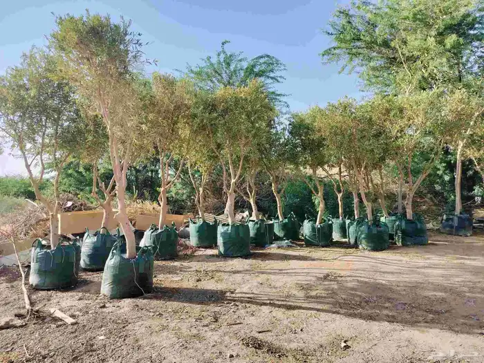 نحن نقوم بتوريد جميع انواع الشجاربسعر المناسب 2