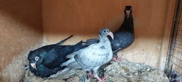 مراسيل بفرخه ..اوبل (تم البيع) 4