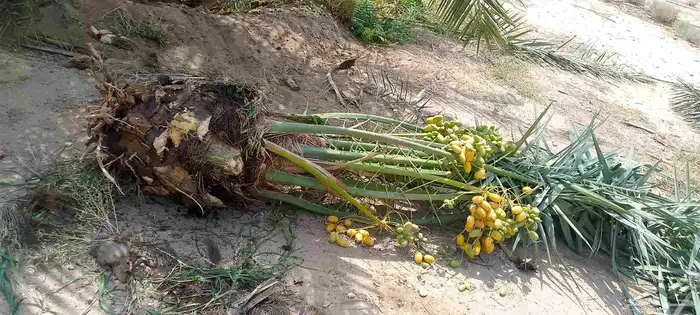 توريد جميع انواع النخيل المثمره فسائل ونخيل مجذر 3