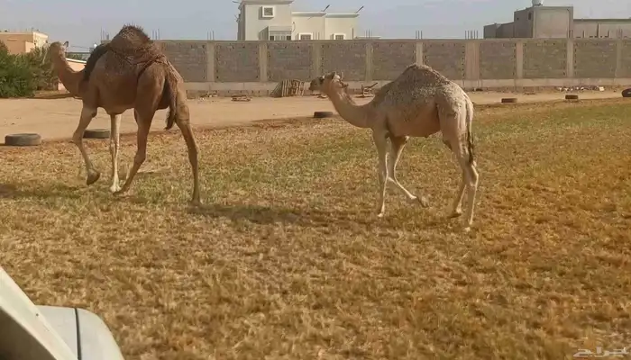 وادي الدواسر قعود سمين للبيع 0