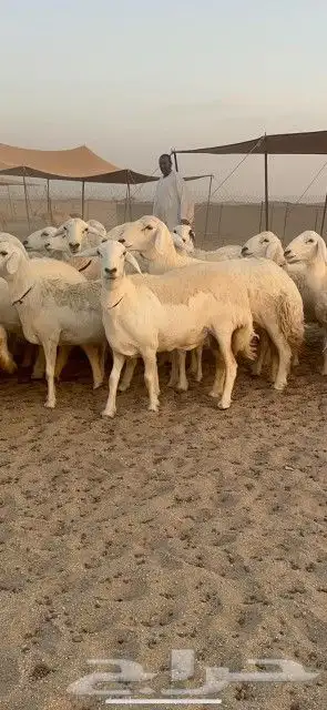غنم حريات جنب دفيع واصل شرط علي السونار عددها 60 بالفحل 2