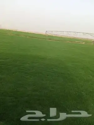 تركيب الثيل الطبيعي بالرياض 1