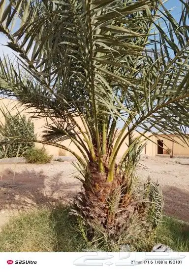 نخل للبيع 3