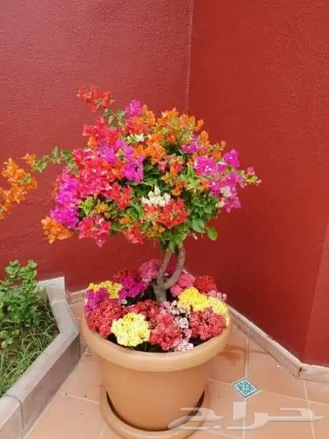 مشتل زراعي 25