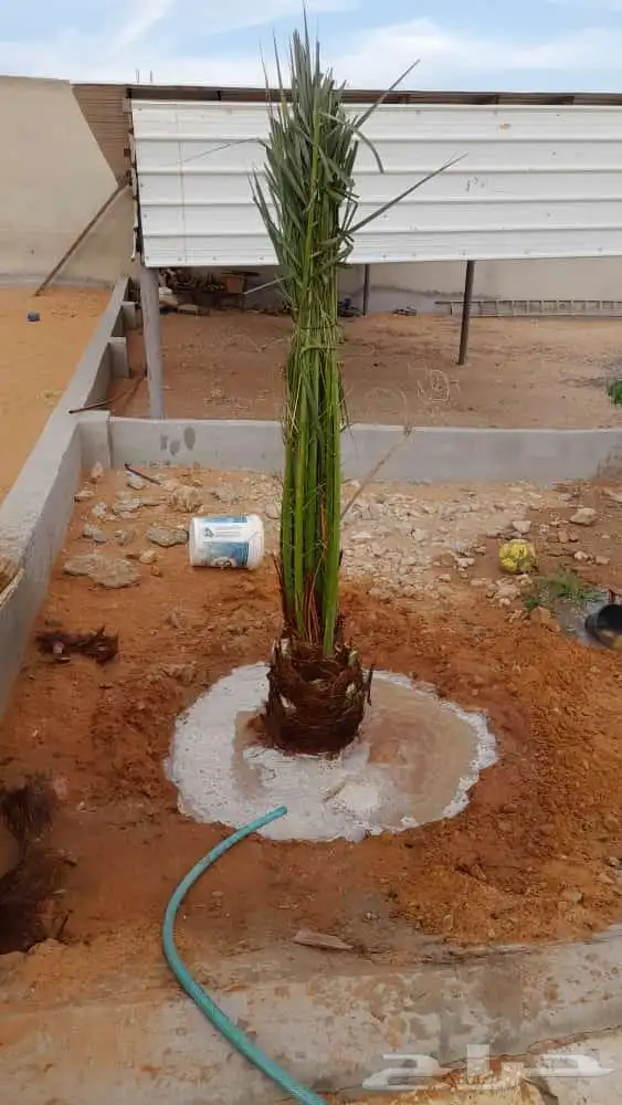 فروخ نخيل خلاص صقعي مجدول خضري 8