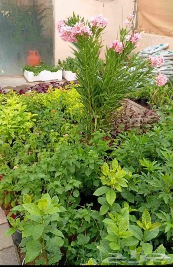 مشاتل وزراعة الرياض 4