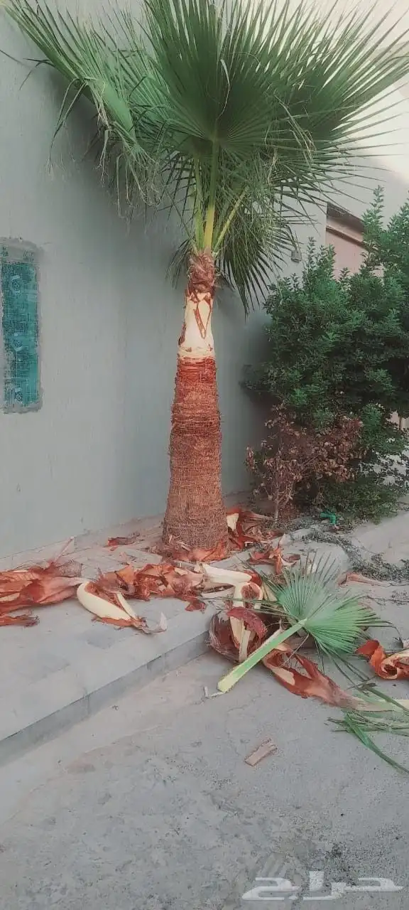 نخيل عربي واشنطني توصيل وزراعه 3