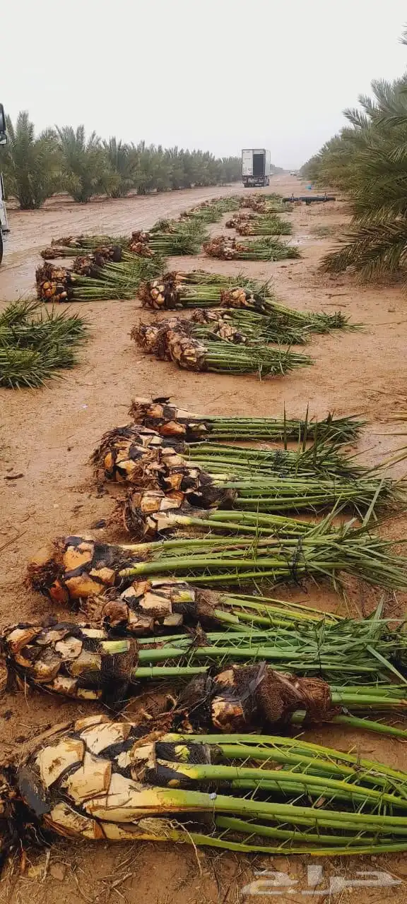 فروخ نخيل خلاص صقعي مجدول خضري 1