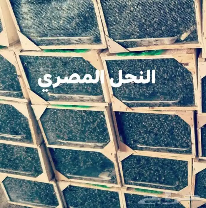 نحل مصري خالي من الامراض 100 100 0