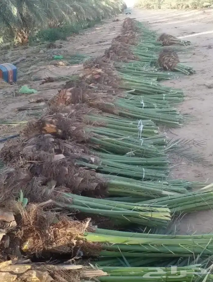 نخل للبيع نخل ثمر 3