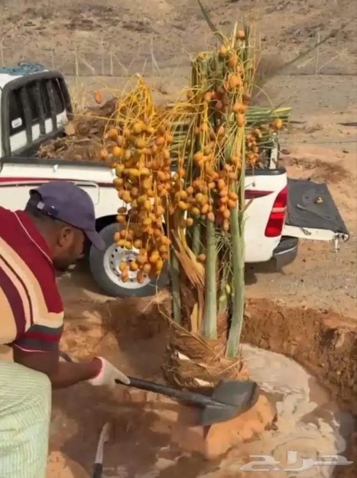 نخل عربي 4