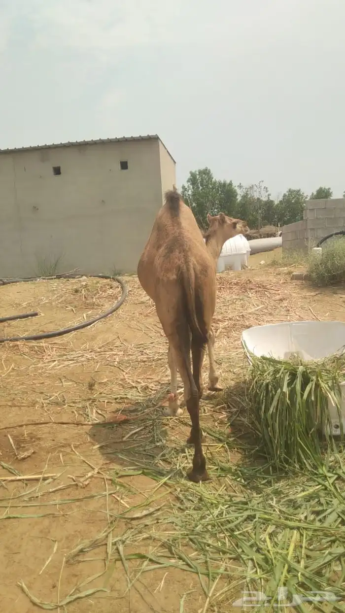 بكره للبيع بعمر سنه و4اشهر ساحليه اصل وفصل 1