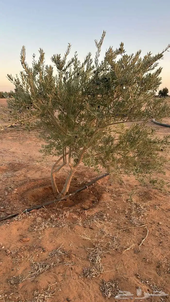 سلام عليكم ورحمة الله وبركاته يوجد لدينا جميع انواع الأشجار 2