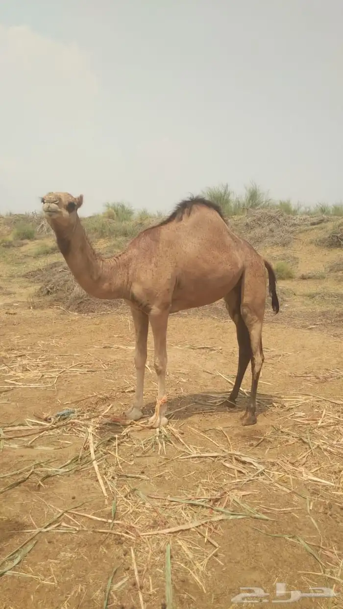 بكره للبيع بعمر سنه و4اشهر ساحليه اصل وفصل 0