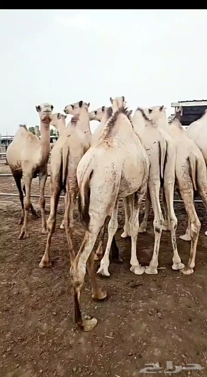 جمال مرباء شحم فل 0