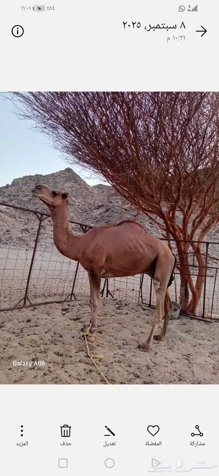 جمل احمر للبيع 4