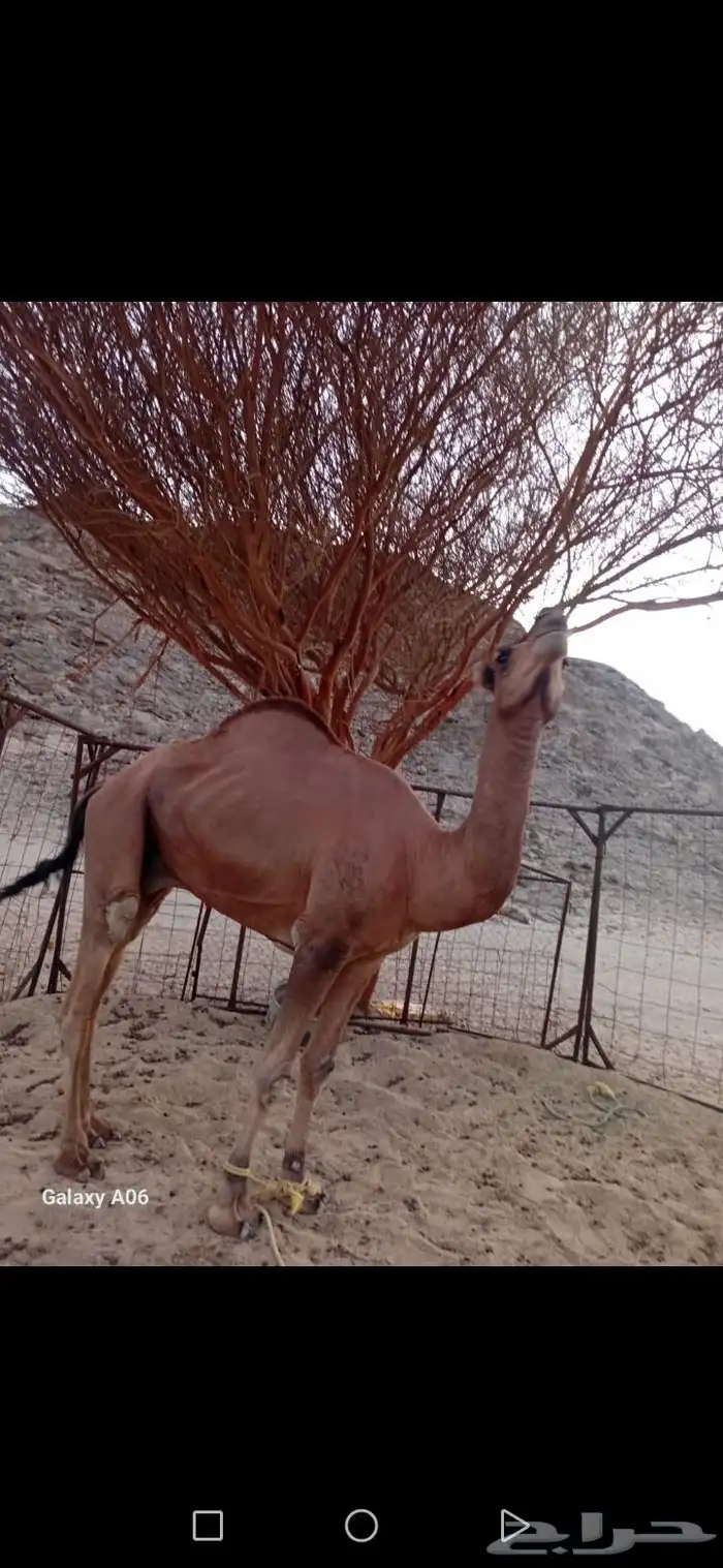 جمل احمر للبيع 2