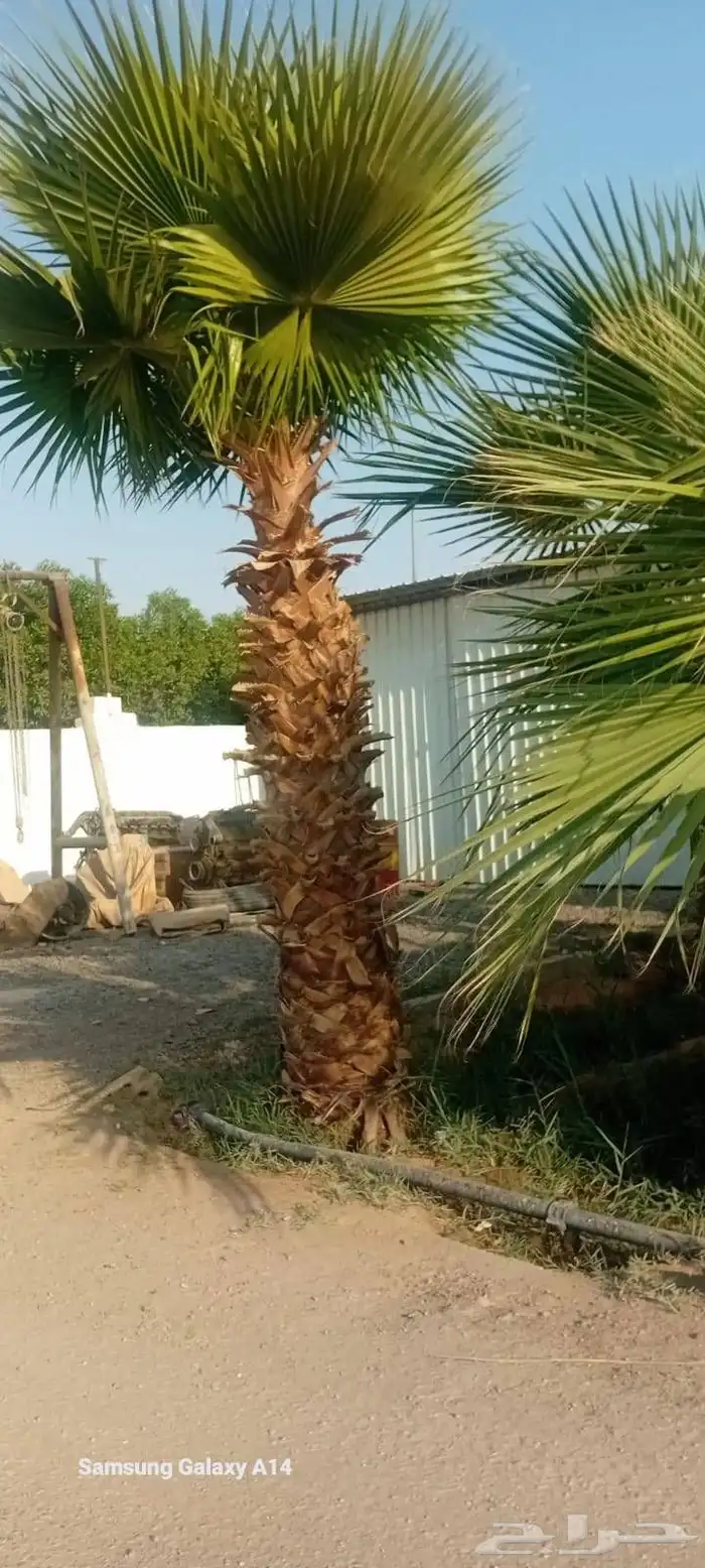 يوجد لدينا نخل عربي واشنطن جميع انواع النخل والمقاسات 2