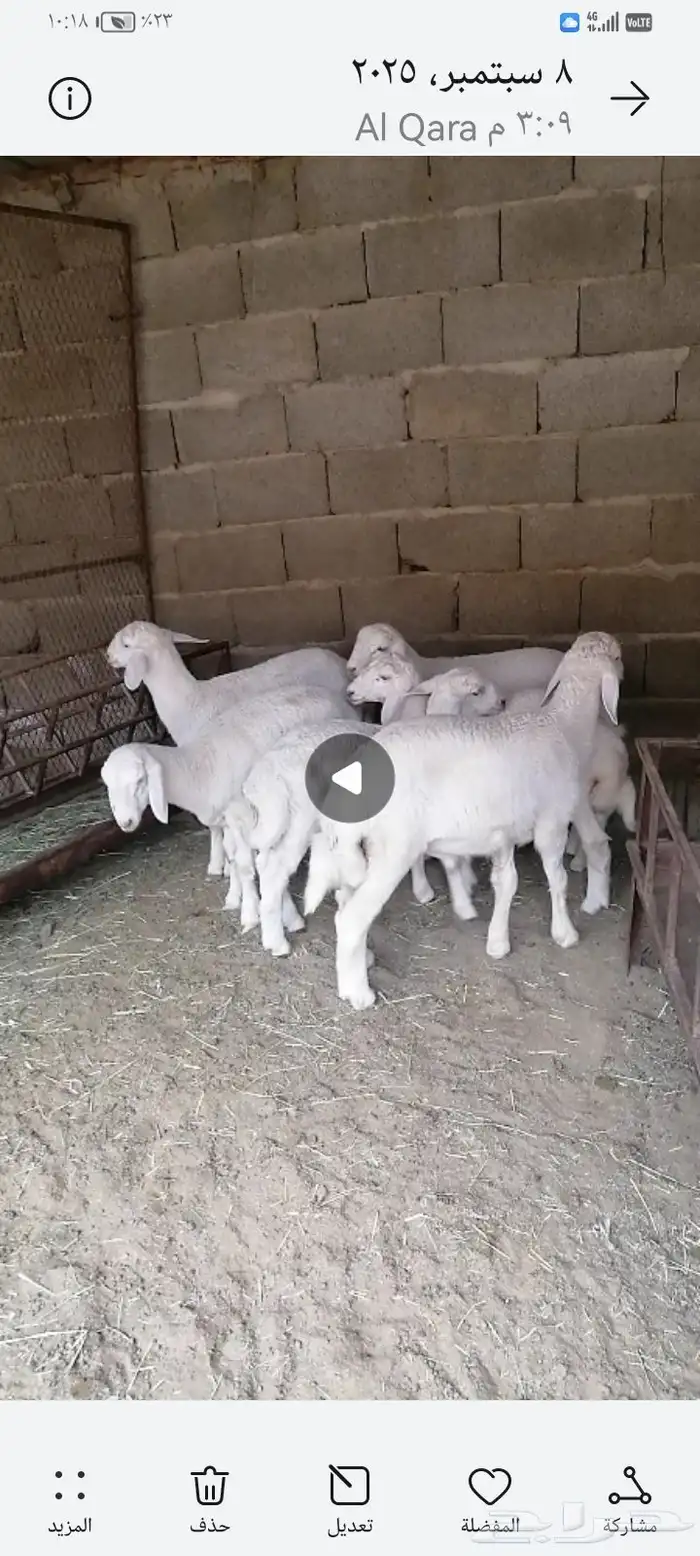 بهم للبيع 0