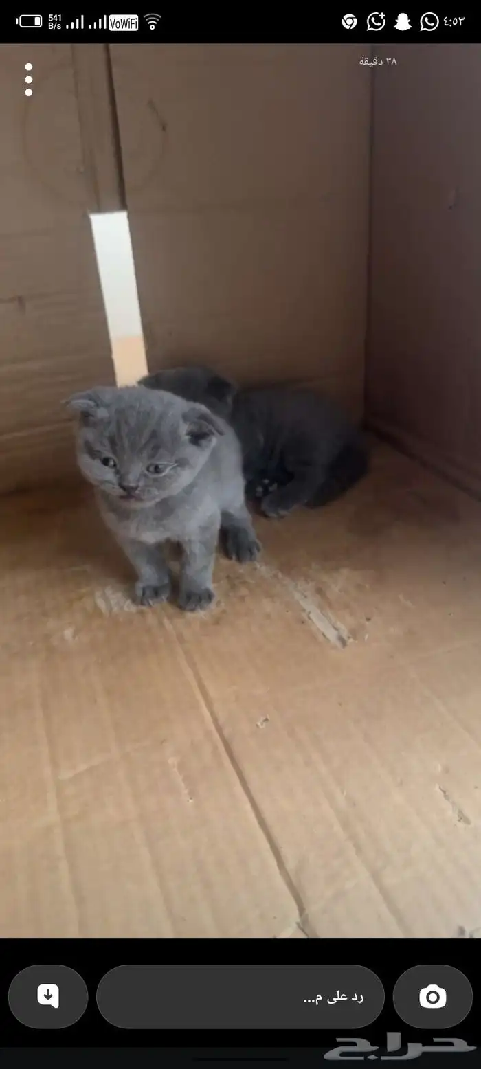 للبيع قطط مواليد لهم سبوعين سكواتش 1